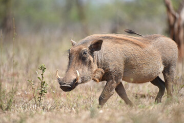 Fototapeta na wymiar Warthogs are pigs that live in open and semi-open habitats in sub-Saharan Africa