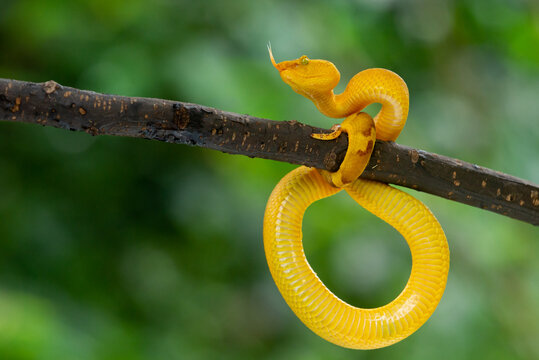 Yellow flat nosed pit viper Craspedocephalus or Trimeresurus puniceus hanging on a branch with attacking position and bokeh background