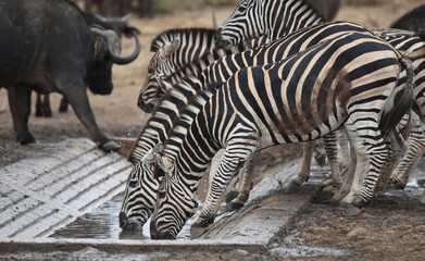 Fototapeta premium Portrait of Southern Zebra in Kruger National Park