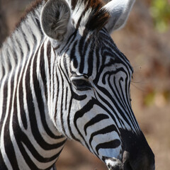 Fototapeta na wymiar Portrait of Southern Zebra in Kruger National Park