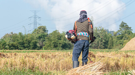 A farmer is cutting rice in a rice field with a lawn mower.