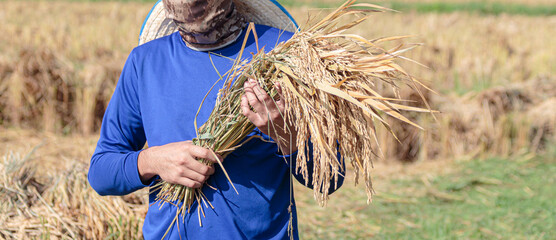 farmer man holding jasmine rice harvestable