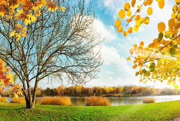 Golden foliage in the park