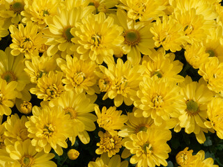 Florist's daisies. (Chrysanthemum × morifolium) Background of Yellow flower heads with ligules, central and peripheral florets on silky