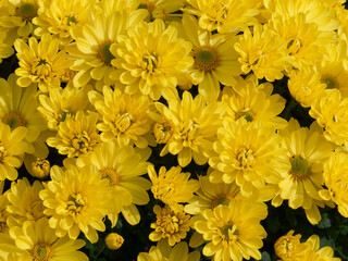 Florist's daisies. (Chrysanthemum × morifolium) Background of Yellow flower heads with ligules,...
