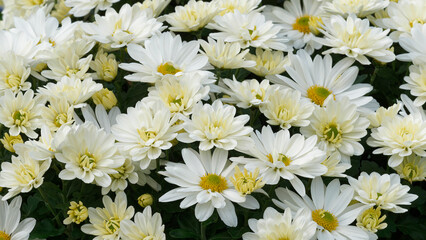 Florist's daisies. (Chrysanthemum × morifolium) Background of white flower heads with ligules, central and peripheral florets on silky