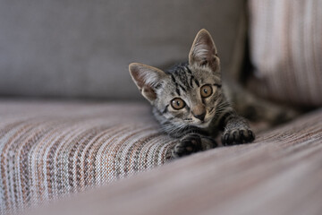 European Shorthair kitten at sofa, shot at home in Kyiv, Ukraine