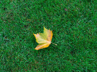 autumn leaves on the grass
