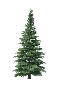 3d render of green spruce isolated on transparent background.