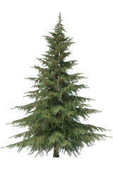 3d render of spruce with cone isolated on transparent background.