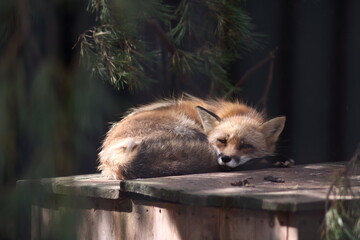 portrait of cute red fox sleeping on wooden roof