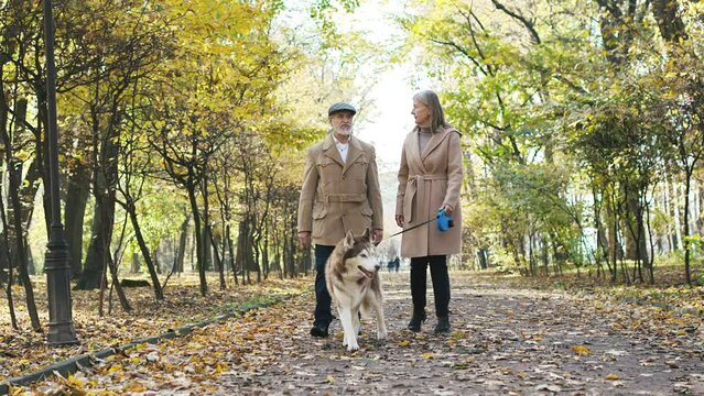 Slow-mo of mature lovely couple of old elegant grey-haired bearded man walking with older cute woman in park in autumn. Senior grandpa and grandma walking husky dog. Lovely couple concept.