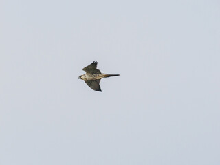 Peregrine in flight