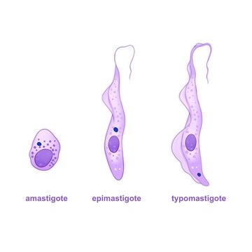 Trypanosoma cruzi is a parasitic protozoan causing Chagas disease 