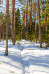 Spruce tree forest covered by fresh snow, sunny winter day