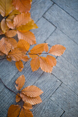 Naklejka na ściany i meble Orange alder leaves on grey background