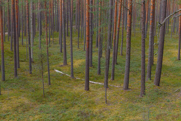 View in to tall pine trees