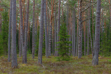 Fir tree in the pine forest. Autumn season.