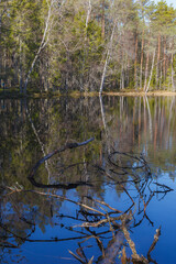 Lake with trees on the shore
