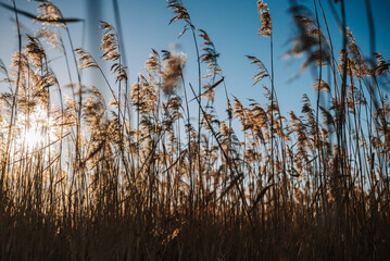 reeds in the wind