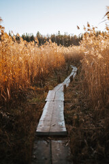 wooden bridge in autumn