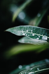 water drops on a leaf