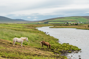 Icelandic horses in the countryside of Adaldalur in Iceland. These horses are unique for Iceland and display a typical gait called tölt.