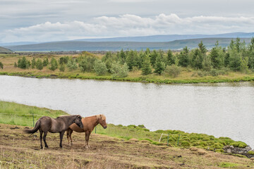 Icelandic horses in the countryside of Adaldalur in Iceland. These horses are unique for Iceland and display a typical gait called t&ouml;lt.