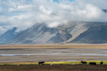 Rural landscape with Icelandic horses viewed from the Ring road during summer in southeastern Iceland 