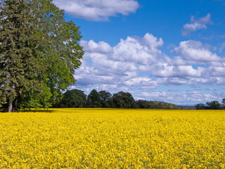 blühendes Rapsfeld unter Himmel mit Wolken