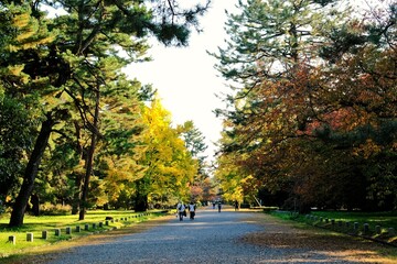京都御所，秋，紅葉，京都，日本，風景, ，旅行， 建築，自然，木，背景，黄色，庭, ，光，観光スポット, 建築, 公園, 自然, 通り, 観光