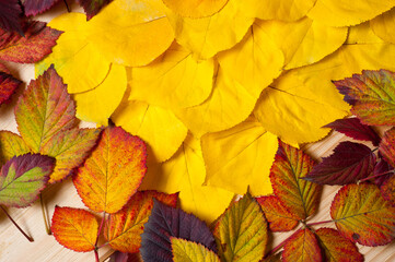 Naklejka na ściany i meble Bright autumn tree leaves lying on a wooden surface.
