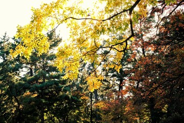 京都御所，秋，紅葉，京都，日本，風景, ，旅行， 建築，自然，木，背景，黄色，庭, ，光，観光スポット, 建築, 公園, 自然, 通り, 観光