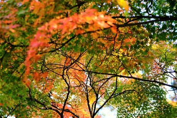 京都御所，秋，紅葉，京都，日本，風景,，旅行， 建築，自然，木，背景，黄色，庭,，光，観光スポット