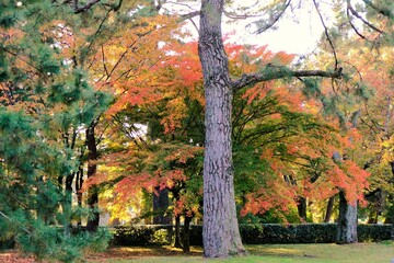 Obraz premium 京都御所，秋，紅葉，京都，日本，風景,，旅行， 建築，自然，木，背景，黄色，庭,，光，観光スポット