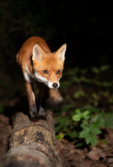 Naklejka premium Close up of a Red fox standing on a fallen tree at night