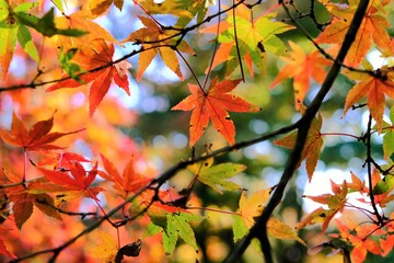 京都御所，秋，紅葉，京都，日本，風景,，旅行， 建築，自然，木，背景，黄色，庭,，光，観光スポット