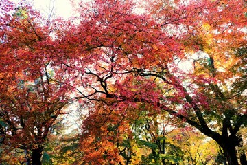 京都御所，秋，紅葉，京都，日本，風景,，旅行， 建築，自然，木，背景，黄色，庭,，光，観光スポット