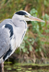 Close-up of a grey heron standing in a pond