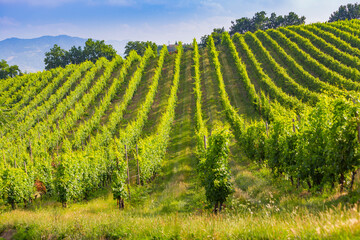 Fototapeta na wymiar Fields of grapes in the summer, Tuscany.
