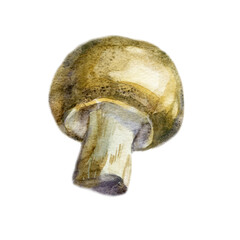 Watercolor illustration, image of a mushroom.  - 545657297
