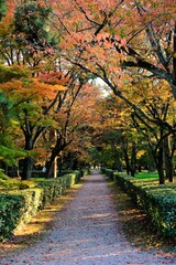 Naklejka premium 京都御所，秋，紅葉，京都，日本，風景,，旅行， 建築，自然，木，背景，黄色，庭,，光，観光スポット