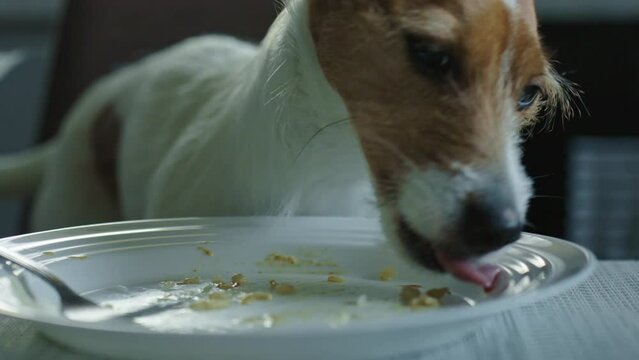 Bad behavior of pet. Dog steals food from owner's plate on kitchen table. Close up of dog licking plate