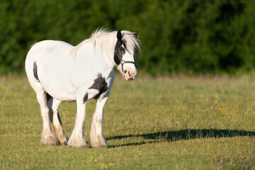 A white horse standing on green grass in summer