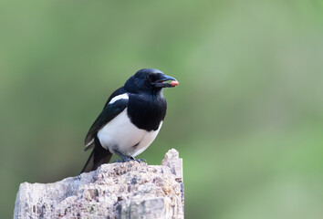 Eurasian Magpie perched on a wooden post against green background