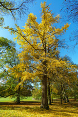 Fototapeta premium Wunderschöner Fächerblattbaum (Ginkgo) im goldenen Herbst