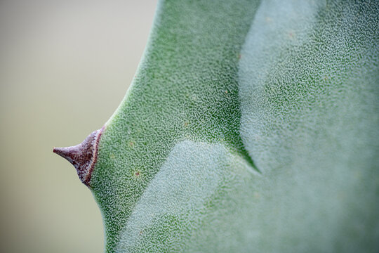 DETALLE DE UNAPLANTA DE AGAVE o PITERA (Agave Americana)