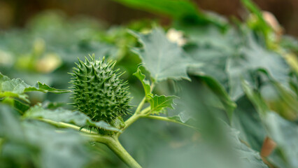 Datura Tatula close-up