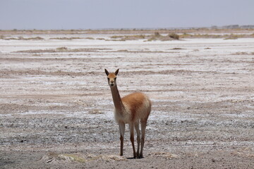 Wild Vicuna, Vicugna vicugna, at Gran Salar, Argentina, South America.