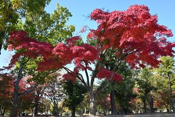 紅葉の季節